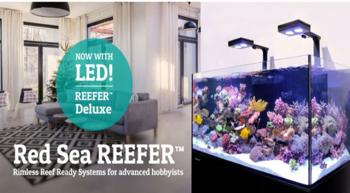 Saltwater - Aquarium Design and Installation Services in Waterdown