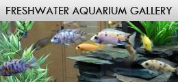 Freshwater - Aquarium Design and Installation Services in Waterdown