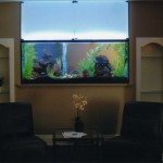 220-gallon-freshwater-custom-display-built-in-wall-able-to-view-from-both-sides
