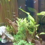 Freshwater with Rummynose and Cardinal Tetras