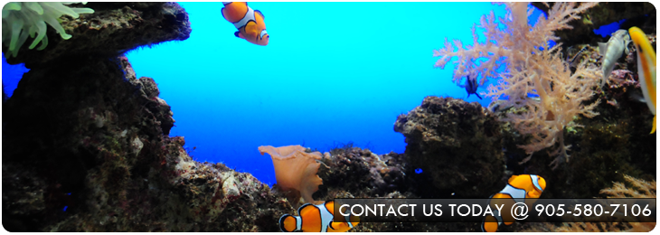 Aquarium Design and Installation Services in the GTA