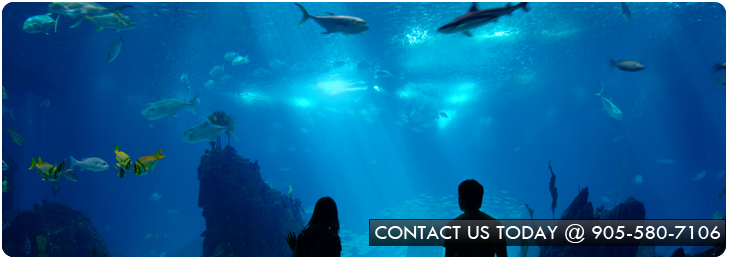 Aquarium Design and Installation Services in the GTA